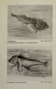 1926 - Seeskorpion, Knurrhahn / Zander, Kaulbarsch - alter Druck